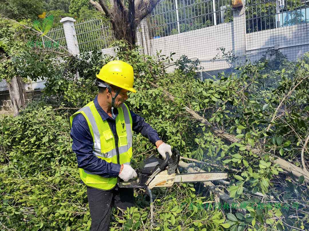 九游娱乐园林绿化公司修剪工人锯掉榕树的树枝